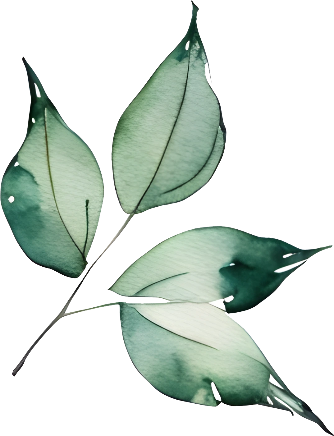 png rose free download, water color, illustration, vector and leaf.webp